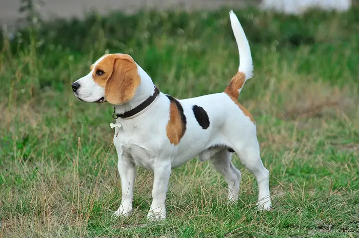 Beagle Dog: A Lively and Loving Companion