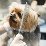 Elevate Your Canine's Care Routine With Best Dog Grooming Supplies